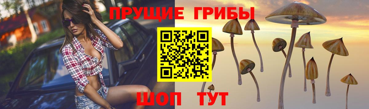 Псилоцибиновые грибы мицелий Ачинск